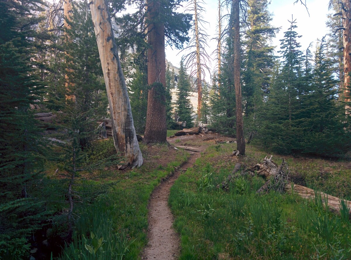 Forested trail section on the JMT